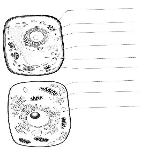 Рисунок растительной клетки 5 класс биология