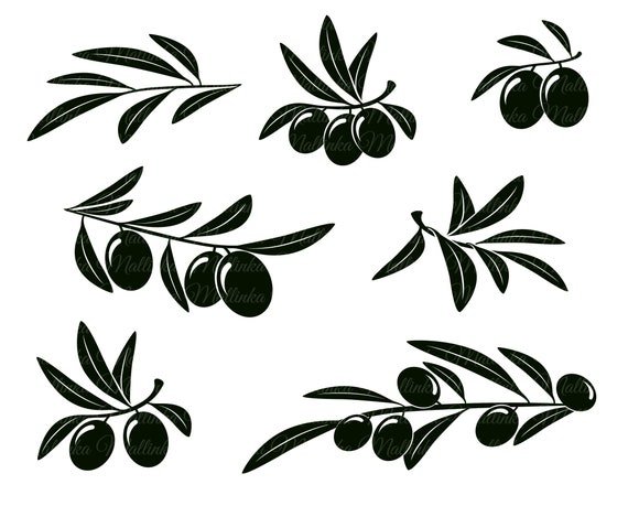 Веточки оливы