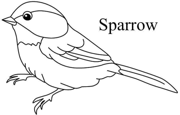 воробей раскраска, птичка раскраска воробей, раскраски воробей для детей птички