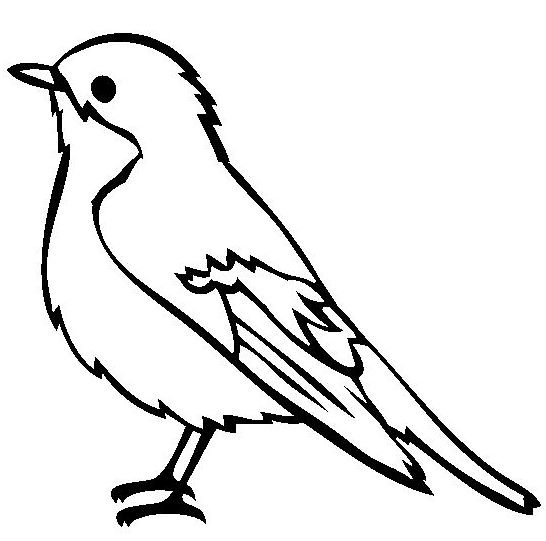 Птицы. Раскраска