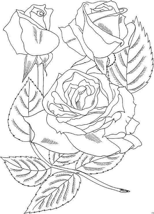 Роза для раскрашивания