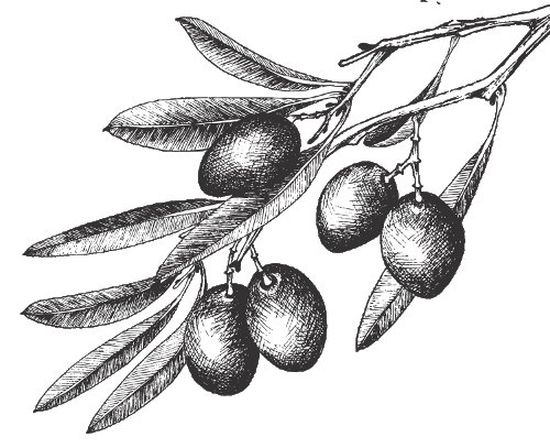 Оливки на белом фоне