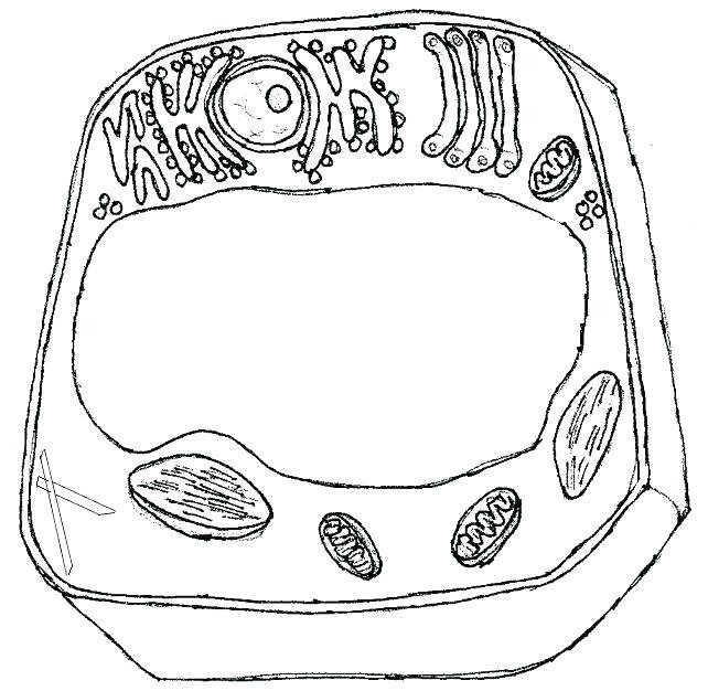 Строение растительной клетки чб