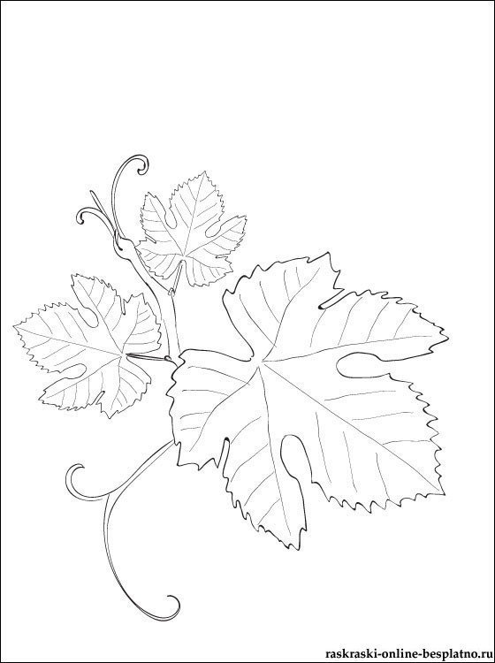 Лист винограда рисунок