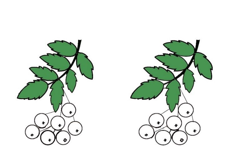 Рябина раскраска