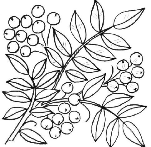 Ветка рябины