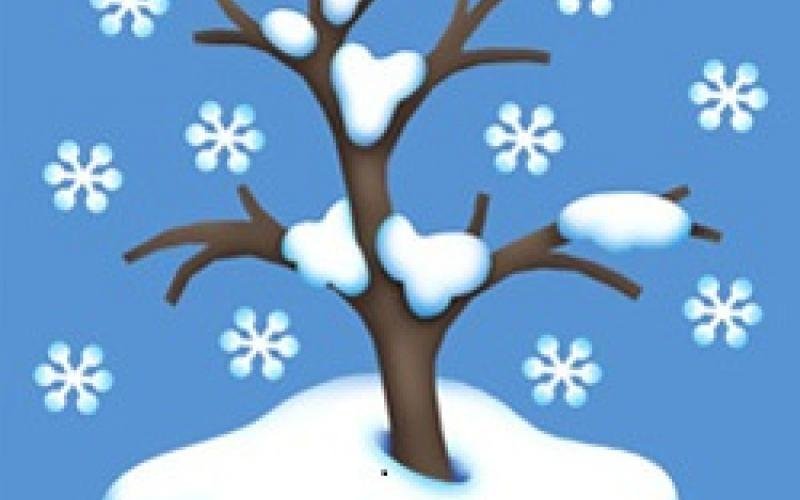 Деревья зимой для детей в детском саду