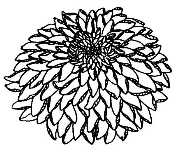 Хризантема Астра бархатцы чб