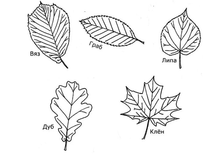 Лист клена,осины,березы