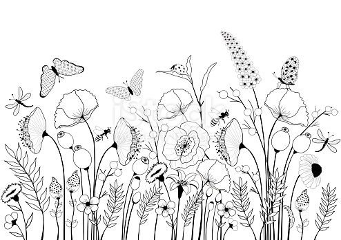 Луговые цветы раскраска