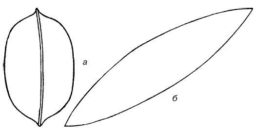 Лист тюльпана