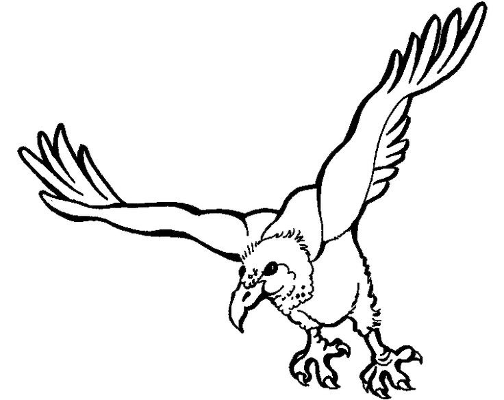 Гриф раскраска для детей