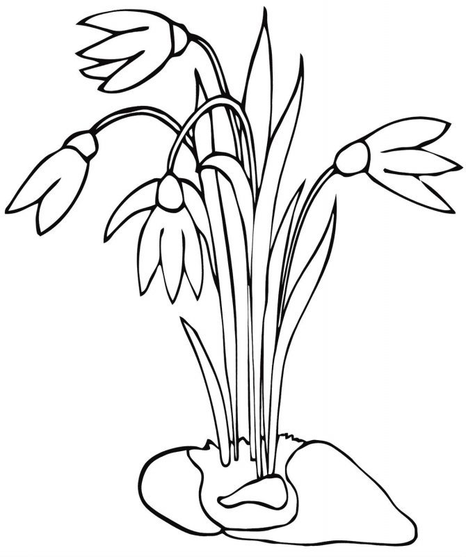 Подснежник раскраска