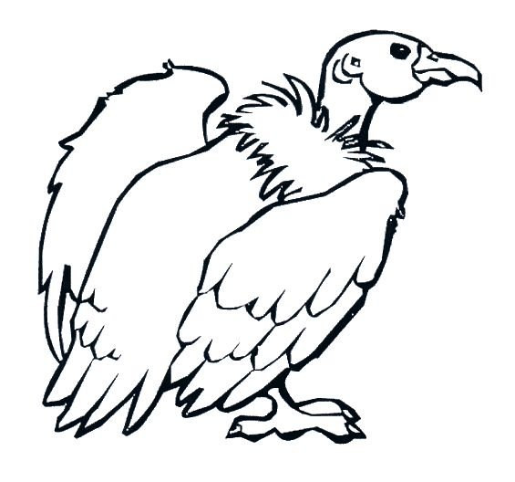 Гриф птица раскраска для детей