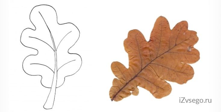 Дубовый лист рисунок