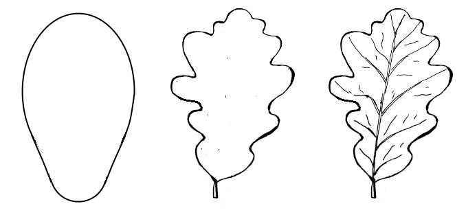 Как нарисовать дубовый лист