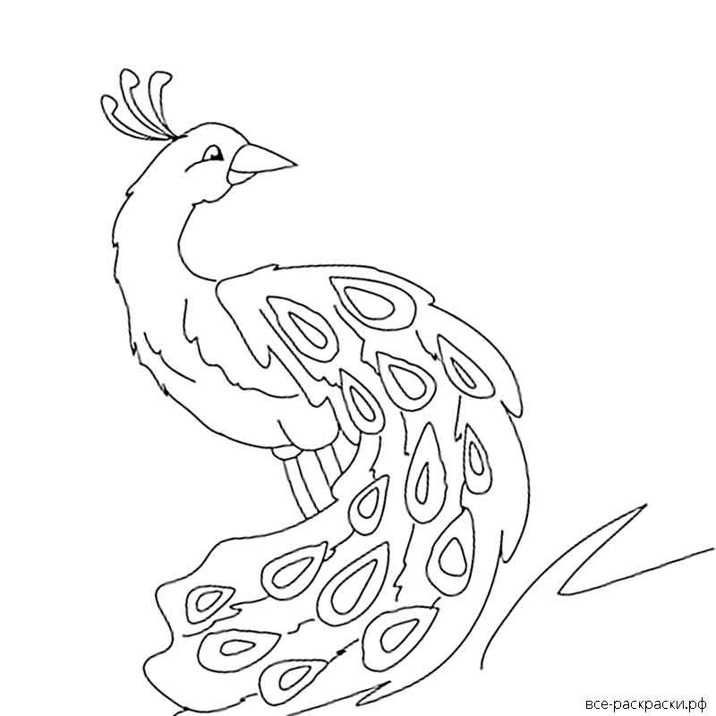 Жар птица раскраска для детей