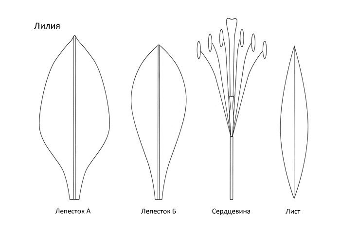 Лилия лепестки шаблон из фоамирана