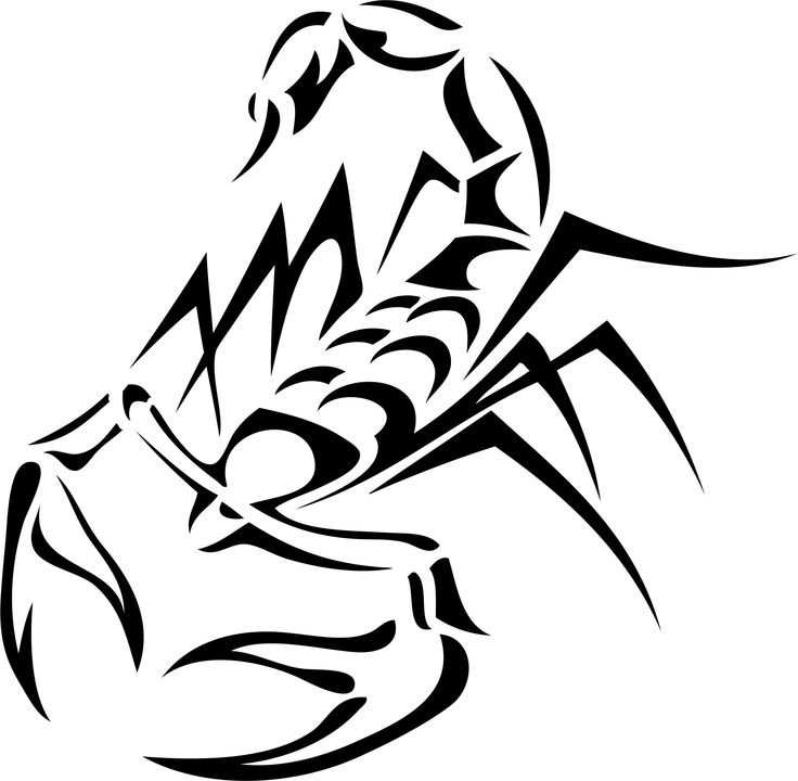 Скорпион рисунок