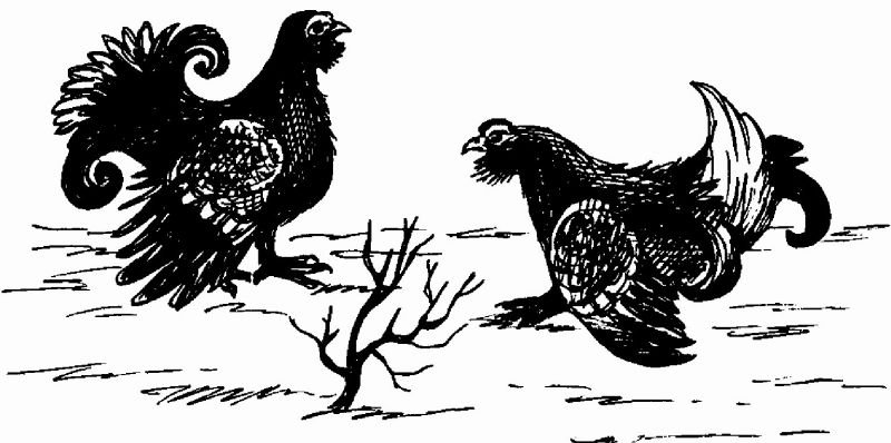 Тетерев контур