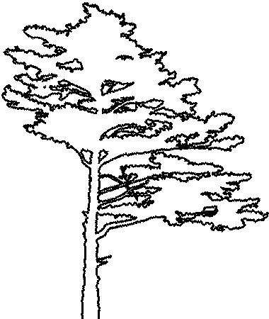 Сосна контур дерева