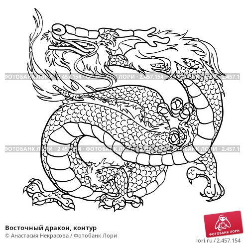 Мурена дракон контур