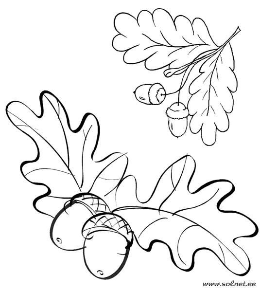 Желудь раскраска