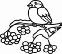 Снегирь на ветке раскраска для детей