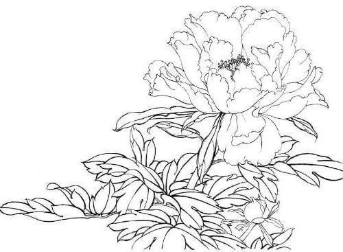 Пион тонколистный рисунок карандашом