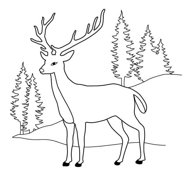 Раскраска серебряное копытце для детей 4-5