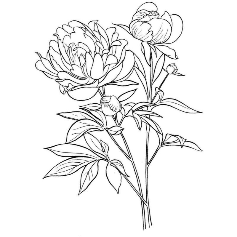 Раскраска цветы пионы