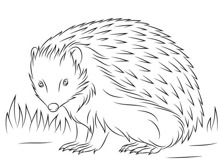 Раскраска Ёжик
