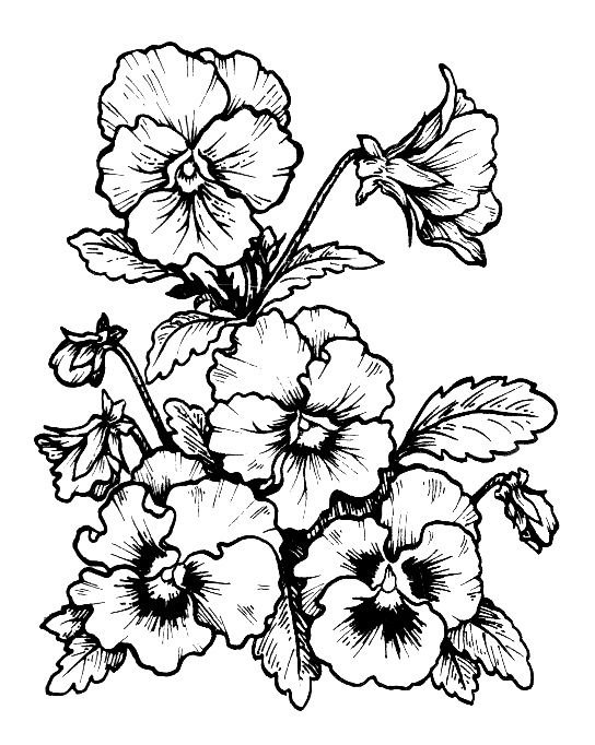 Раскраска цветы Анютины глазки