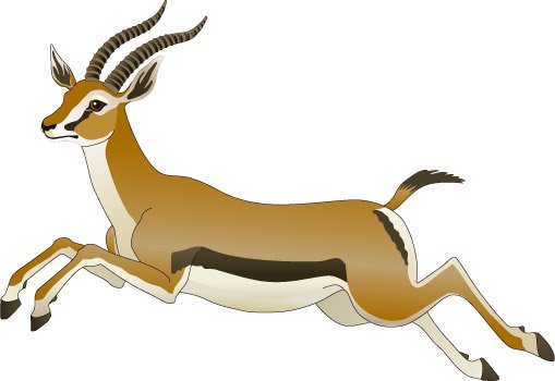 Антилопа Джейран