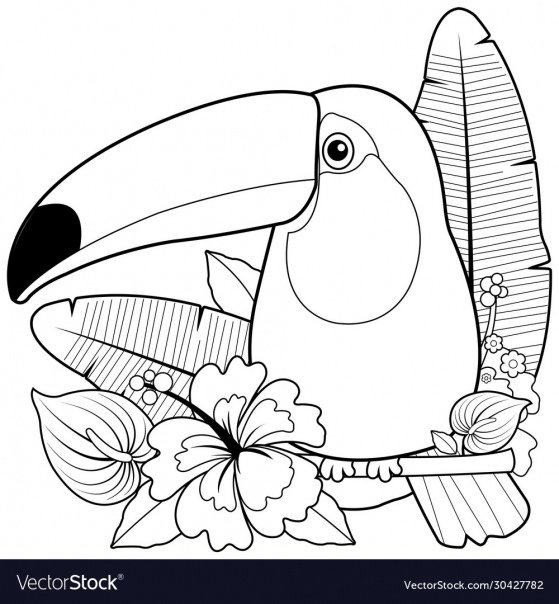 Тукан птица раскраска
