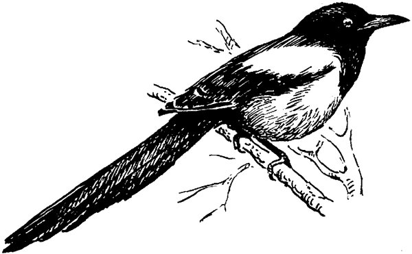 Сорока раскраска