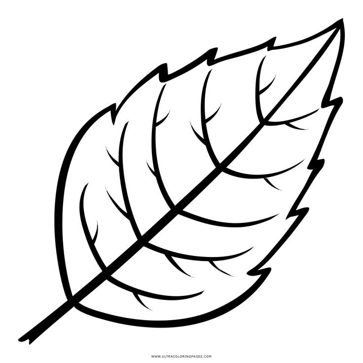 Контур листьев