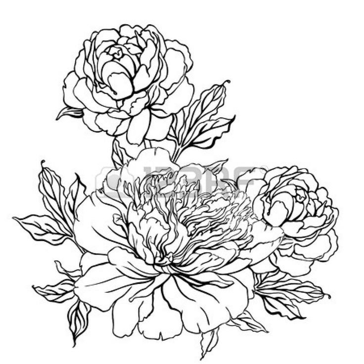 Раскраска цветы пионы