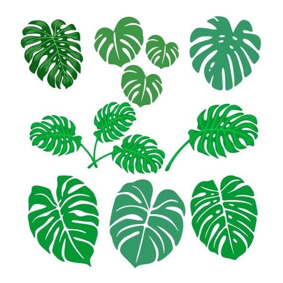 Monstera Leaf контур