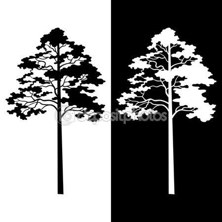 Силуэт сосны