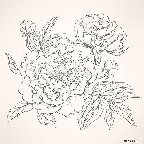 Пионы карандашом для срисовки