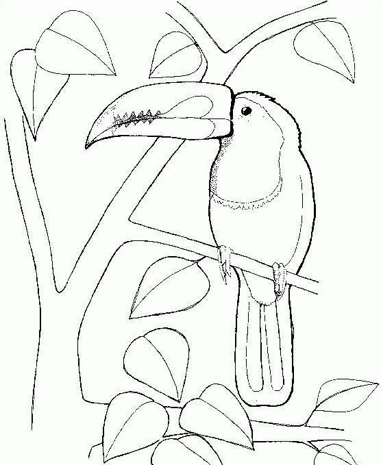 Тукан птица раскраска