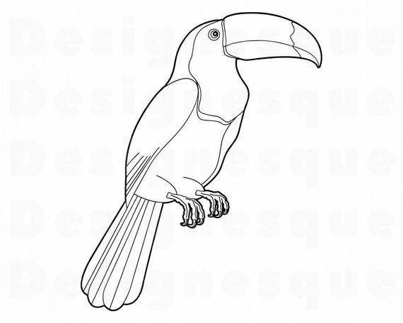 Тукан птица раскраска для детей