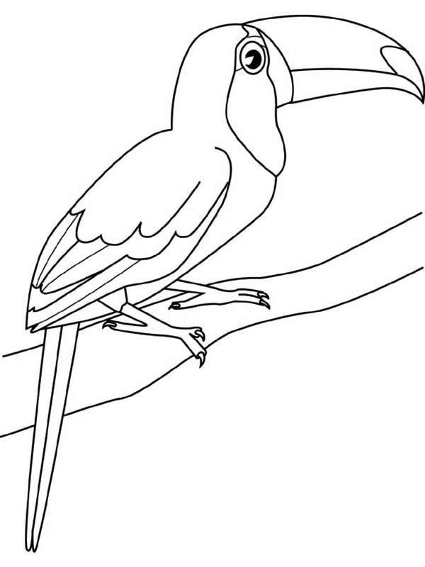 Попугай ара раскраска