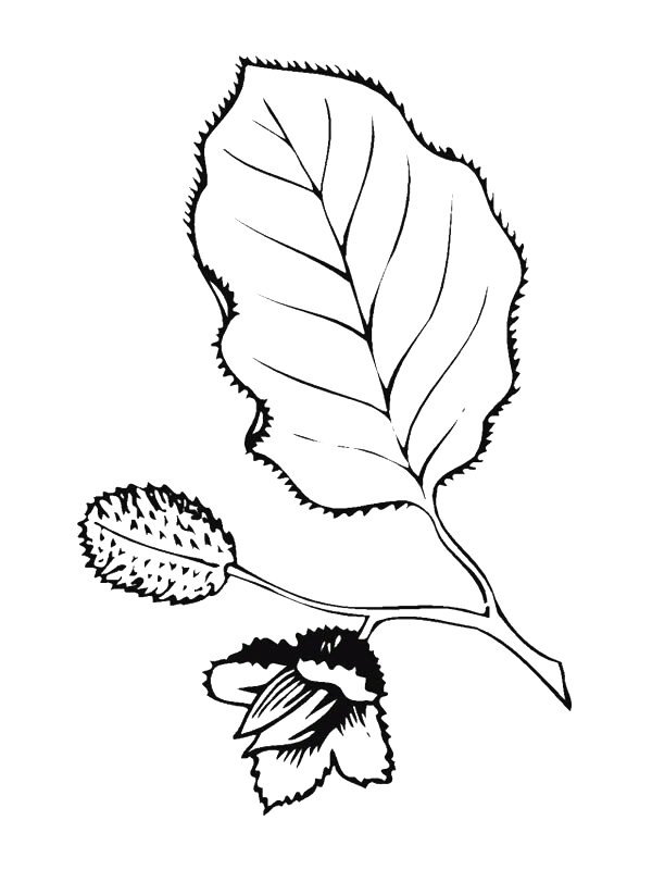 Лопух раскраска