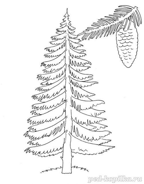 Ель раскраска для детей