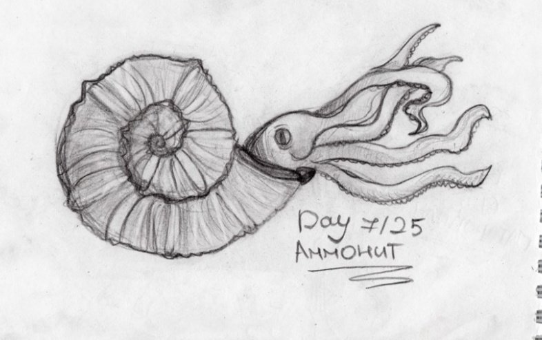 Аммонит эскиз
