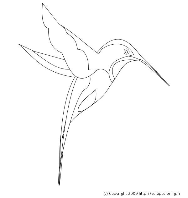 Колибри трафарет