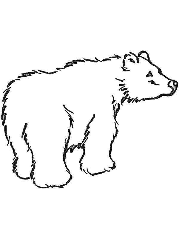 медведь на задних лапах