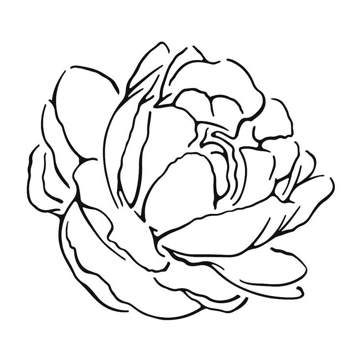 Трафареты пионов